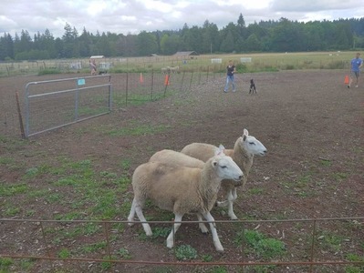 akela with sheep