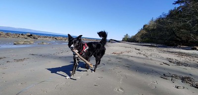 akela in neah bay with stick